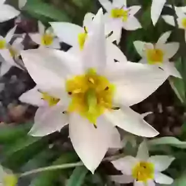 Turkestanica